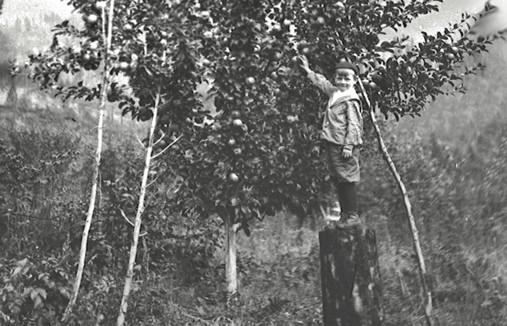 Hamling’s orchard at Nakusp